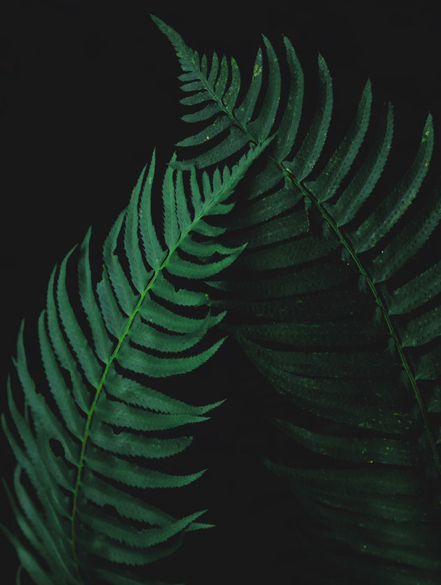 Foto Diplazium esculentum