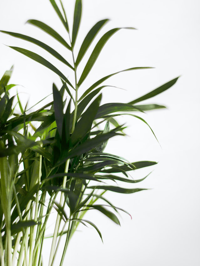 Foto Goudpalm (Areca)