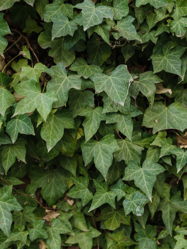Foto Klimop (Hedera helix)
