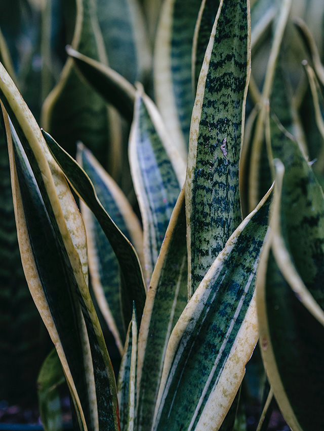 Foto Sanseveria (Dracaena trifasciata)